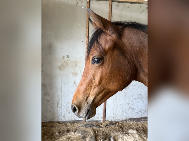 Trakehner Hengst 1 Jahr 150 cm Brauner in Amerang