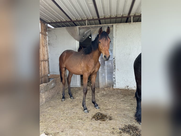 Trakehner Hengst 1 Jahr 150 cm Brauner in Amerang