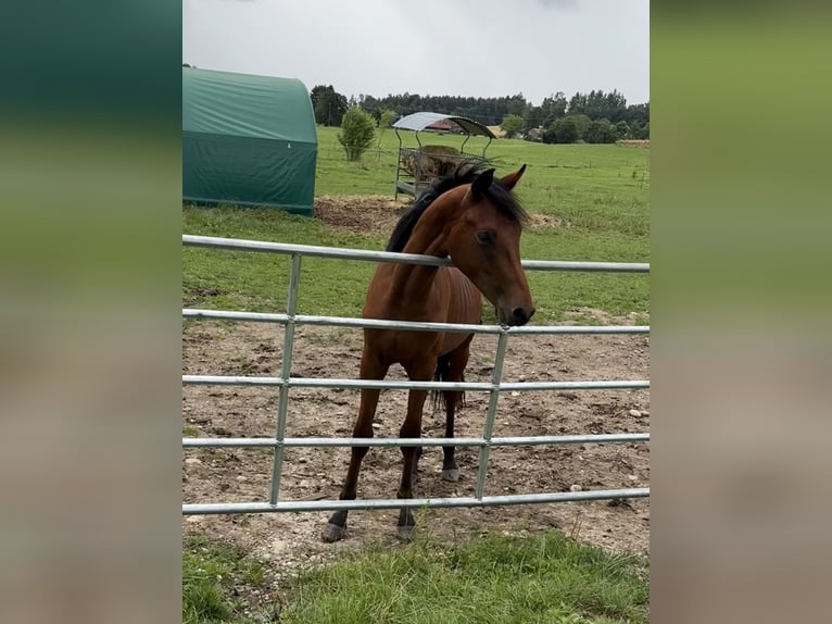 Trakehner Hengst 1 Jahr 150 cm Brauner in Amerang