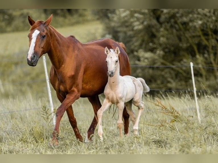 Trakehner Hengst 1 Jahr 155 cm Palomino in Wolfhagen