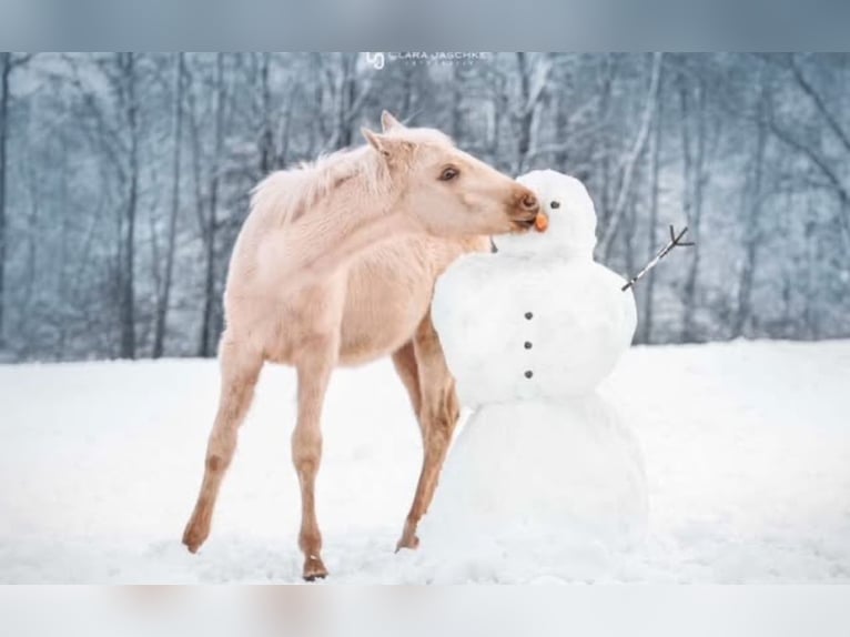 Trakehner Hengst 1 Jahr 156 cm Palomino in Wolfhagen