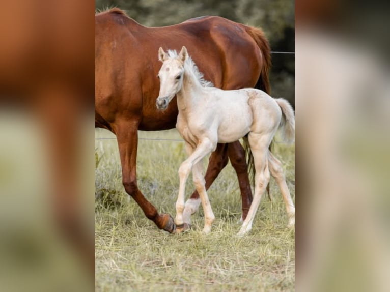 Trakehner Hengst 1 Jahr 156 cm Palomino in Wolfhagen