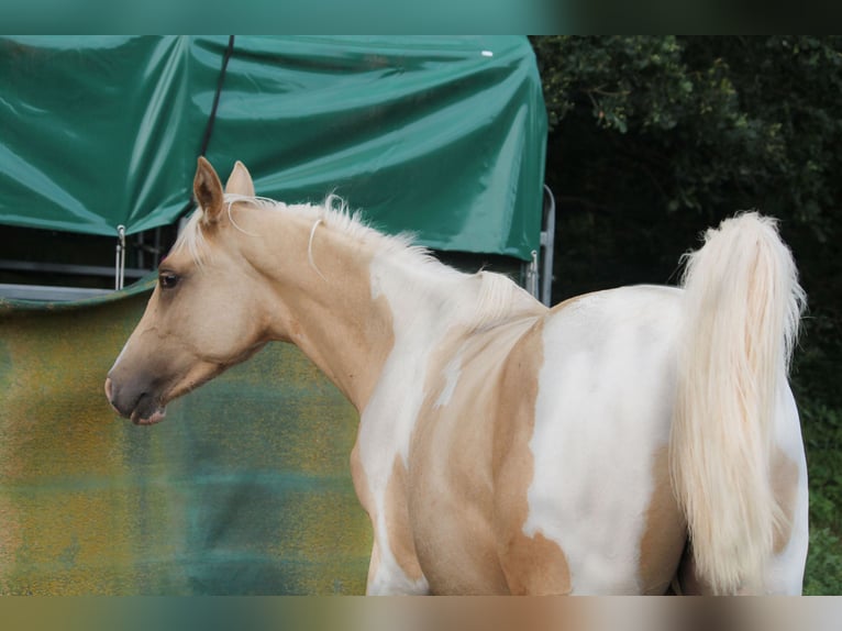 Trakehner Hengst 1 Jahr 162 cm Schecke in Lüdersdorf