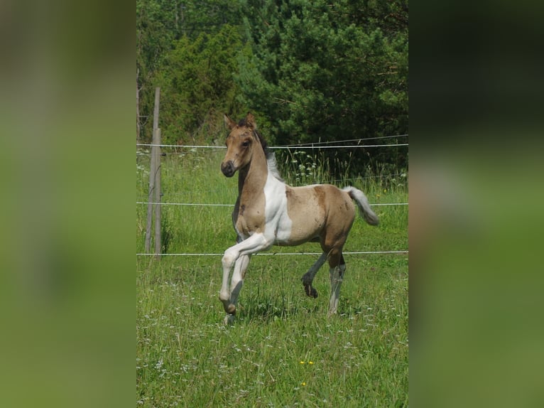 Trakehner Hengst 1 Jahr 163 cm Falbe in Ruila