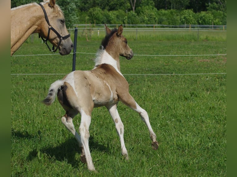 Trakehner Hengst 1 Jahr 163 cm Falbe in Ruila