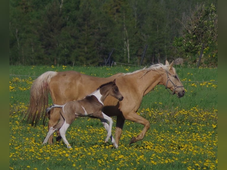 Trakehner Hengst 1 Jahr 163 cm Falbe in Ruila