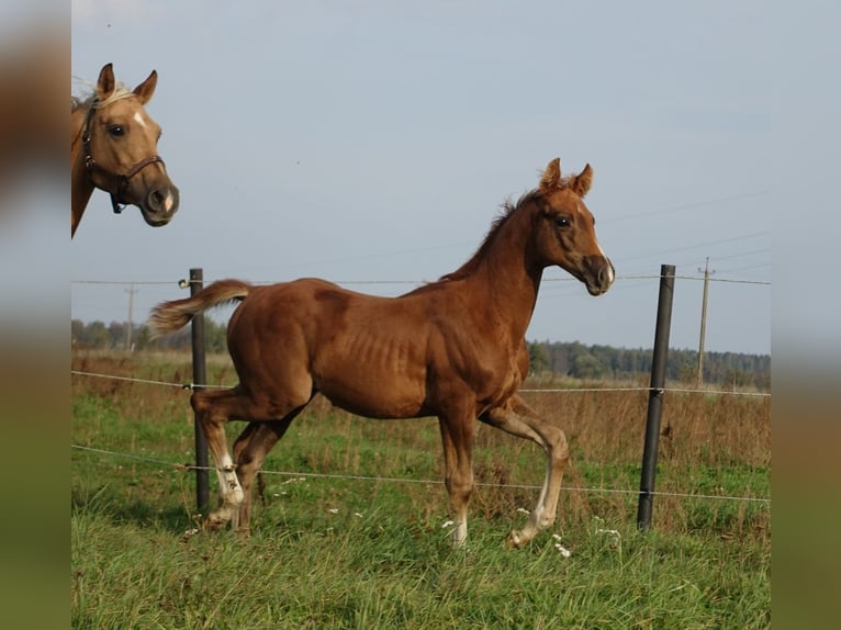 Trakehner Hengst 1 Jahr 163 cm Fuchs in Ruila