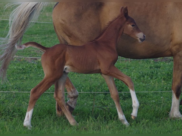 Trakehner Hengst 1 Jahr 163 cm Fuchs in Ruila