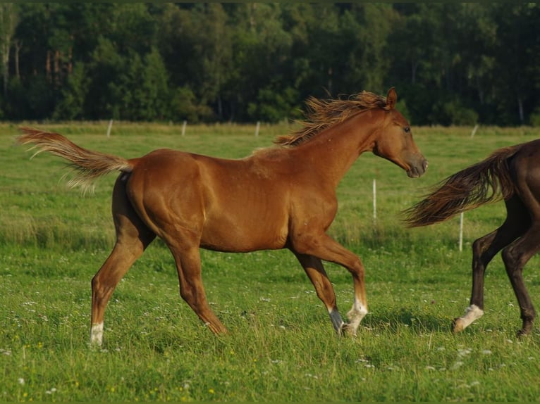 Trakehner Hengst 1 Jahr 163 cm Fuchs in Ruila