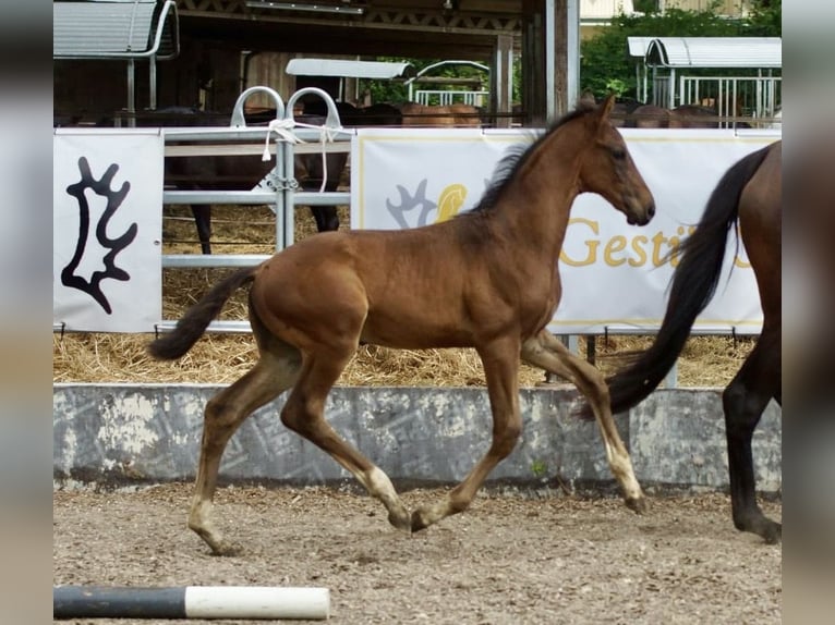 Trakehner Hengst 1 Jahr 165 cm Brauner in Günzburg