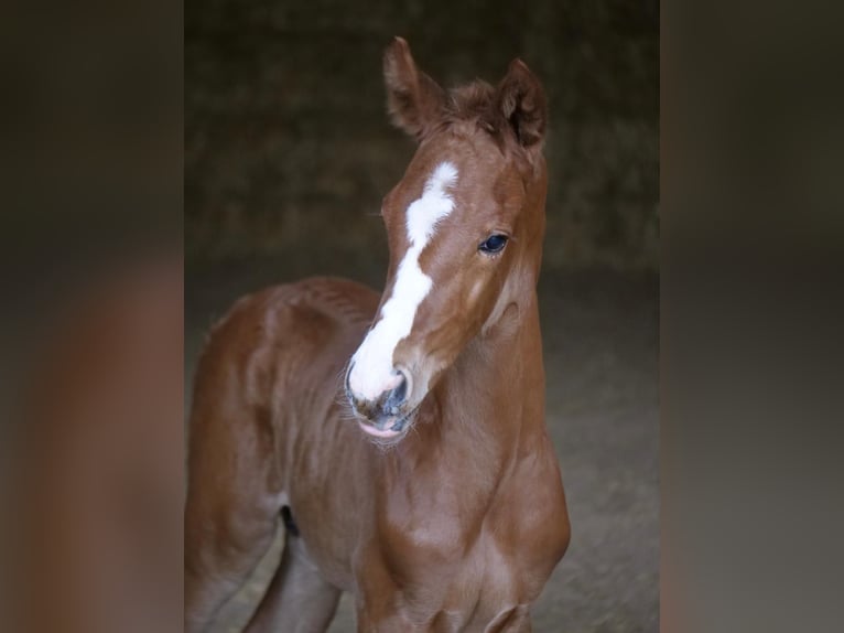 Trakehner Hengst 1 Jahr 165 cm Fuchs in Günzburg