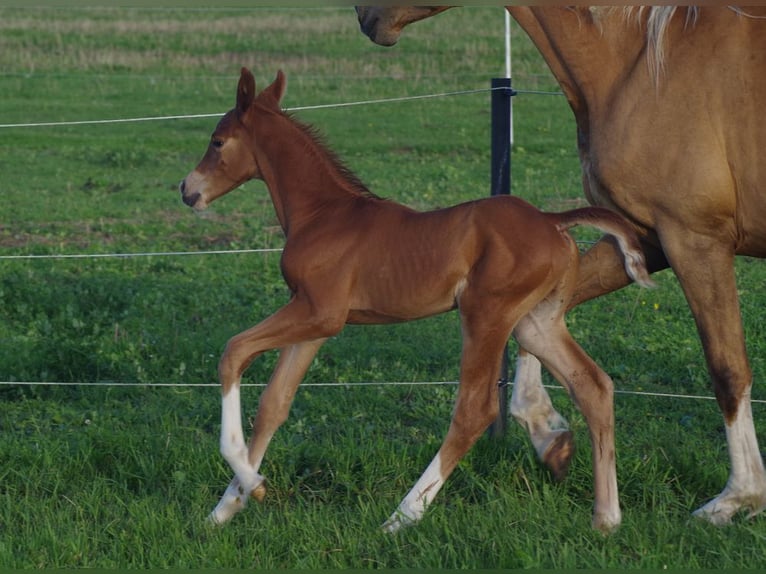 Trakehner Hengst 1 Jahr 166 cm Fuchs in Ruila