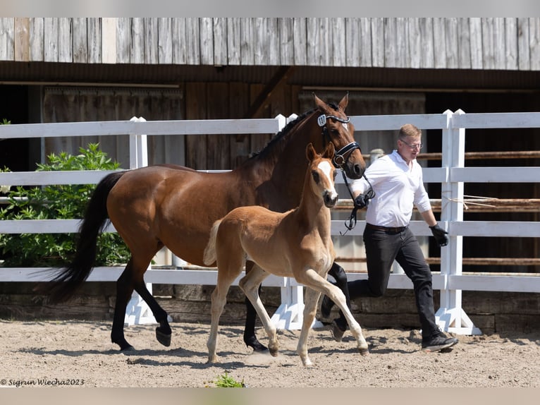 Trakehner Hengst 1 Jahr 167 cm Dunkelfuchs in Kollmoor