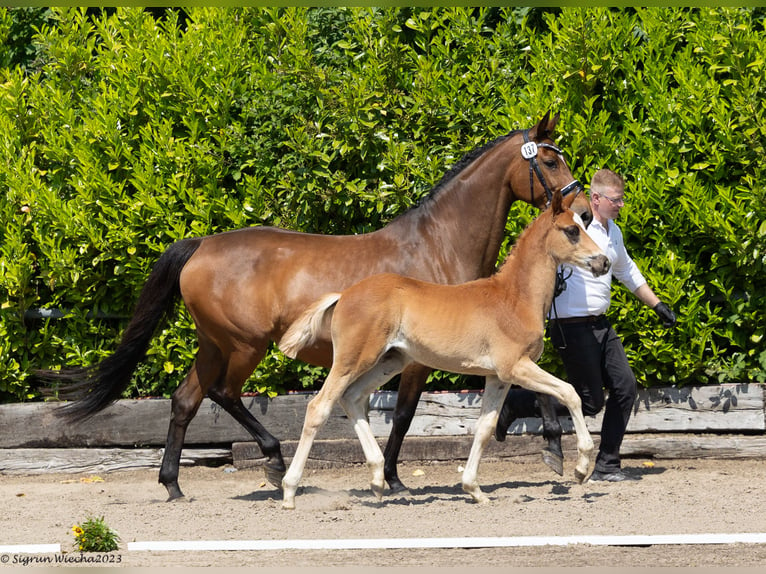 Trakehner Hengst 1 Jahr 167 cm Dunkelfuchs in Kollmoor