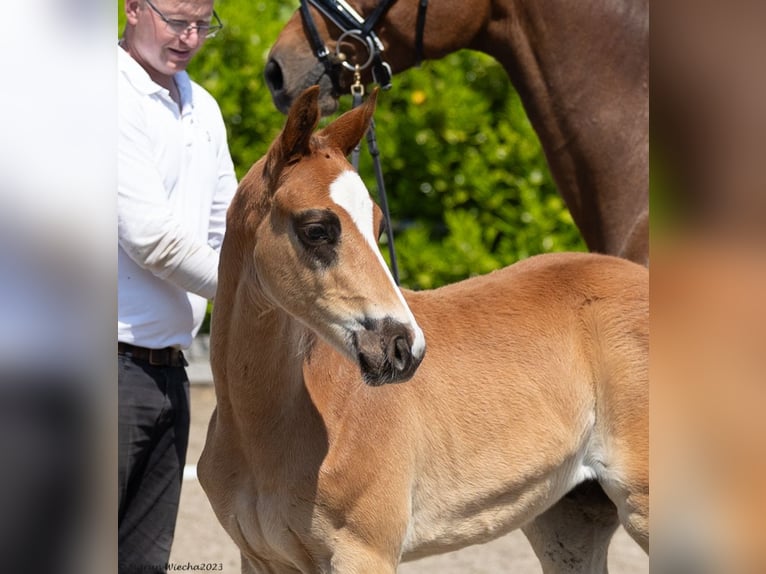 Trakehner Hengst 1 Jahr 167 cm Dunkelfuchs in Kollmoor