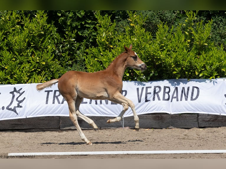 Trakehner Hengst 1 Jahr 167 cm Dunkelfuchs in Kollmoor