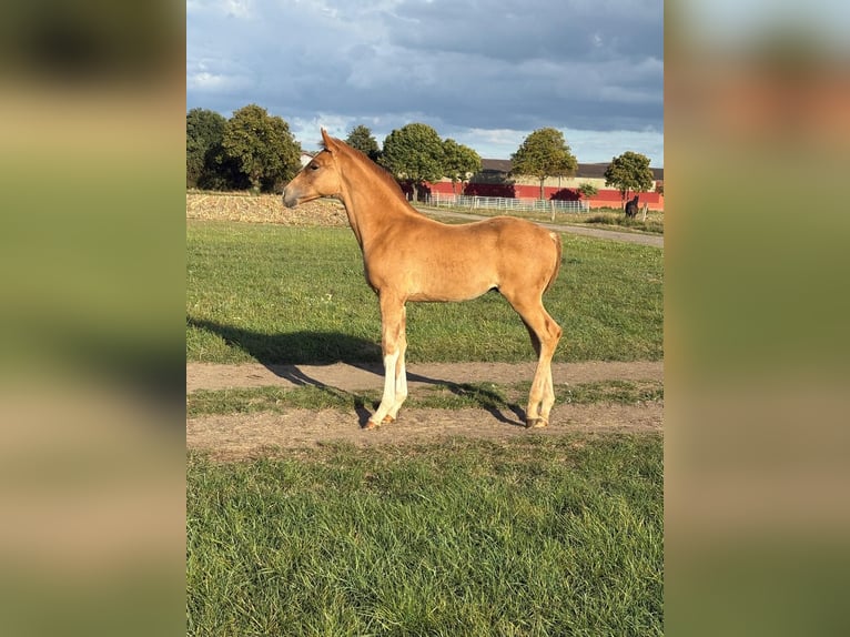 Trakehner Hengst 1 Jahr 167 cm Fuchs in Garbsen