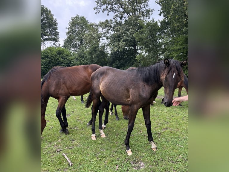 Trakehner Hengst 1 Jahr 168 cm in Kleve