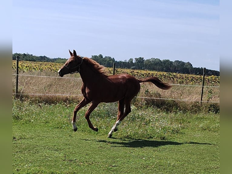 Trakehner Hengst 1 Jahr 168 cm Fuchs in Reisenberg