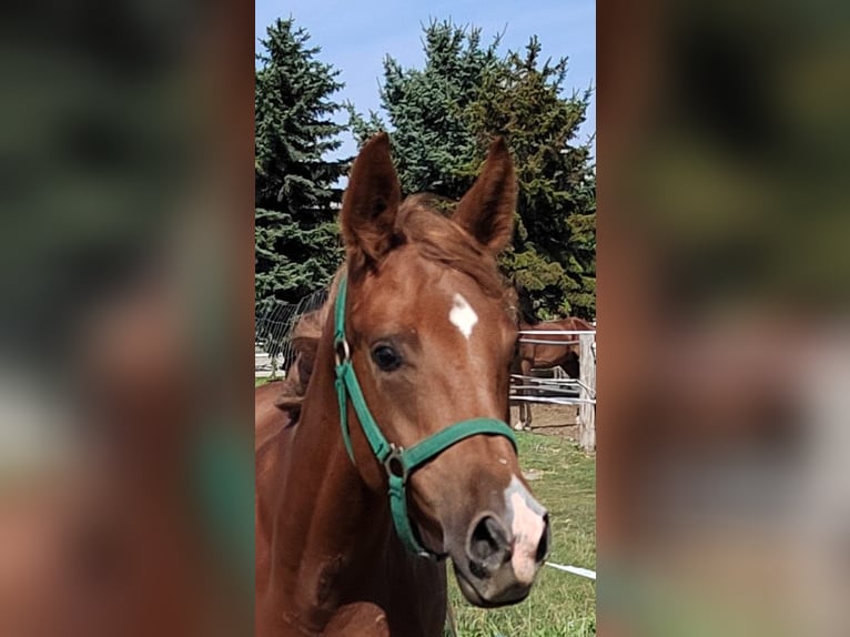Trakehner Hengst 1 Jahr 168 cm Fuchs in Reisenberg