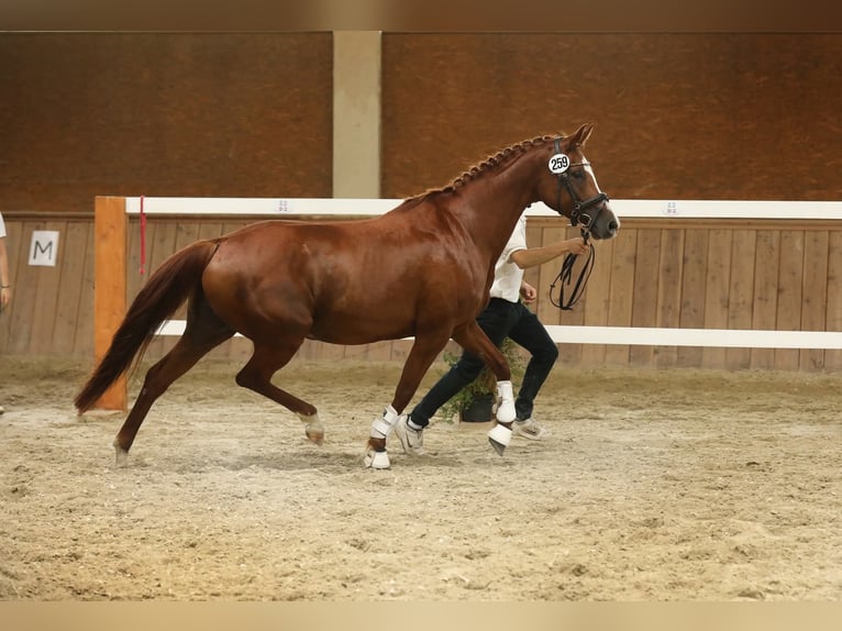 Trakehner Hengst 1 Jahr 168 cm Fuchs in Reisenberg