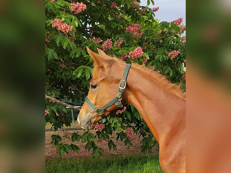 Trakehner Hengst 1 Jahr 168 cm Fuchs in Reisenberg