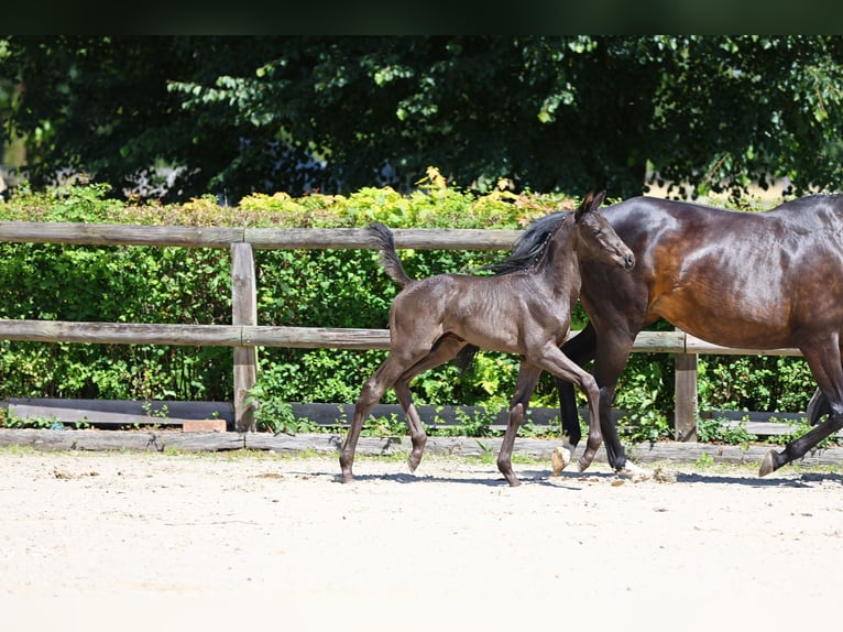 Trakehner Hengst 1 Jahr 168 cm Rappe in Zeischa