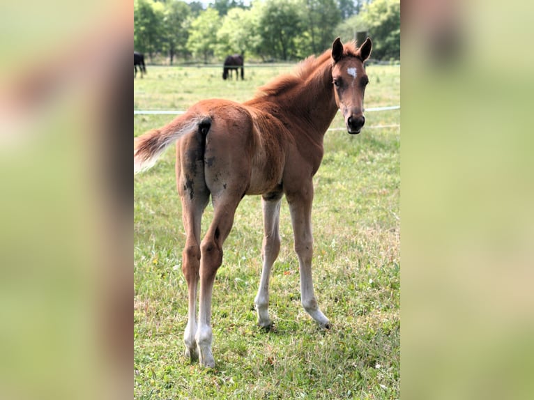 Trakehner Hengst 1 Jahr 169 cm Fuchs in Sperenberg