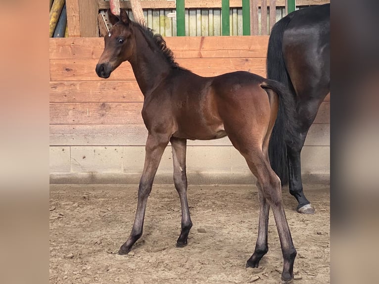 Trakehner Hengst 1 Jahr 170 cm Brauner in Scharbeutz