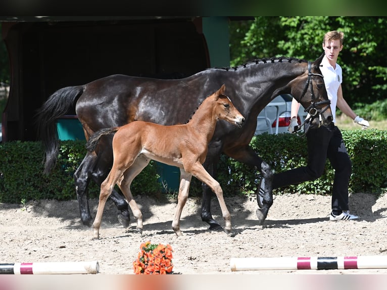 Trakehner Hengst 1 Jahr 170 cm Brauner in Salzhausen