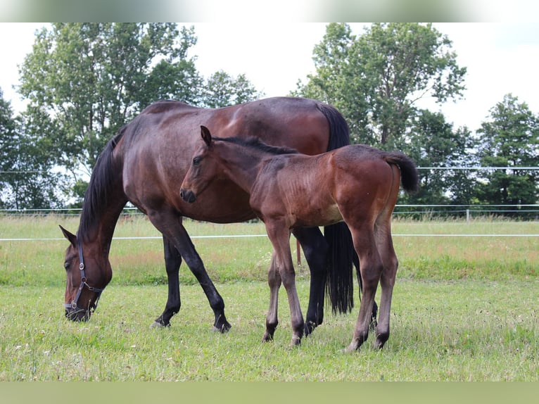 Trakehner Hengst 1 Jahr 170 cm Dunkelbrauner in Sperenberg