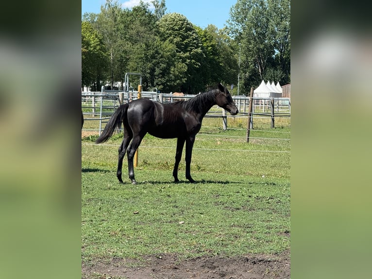 Trakehner Hengst 1 Jahr 170 cm Kann Schimmel werden in Karlsfeld