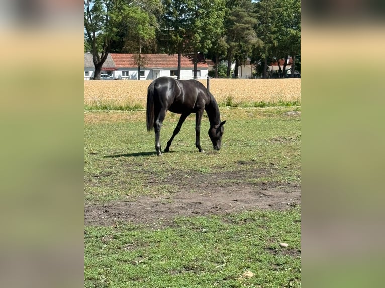 Trakehner Hengst 1 Jahr 170 cm Kann Schimmel werden in Karlsfeld