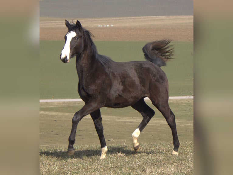 Trakehner Hengst 1 Jahr 170 cm Rappe in Adelsried