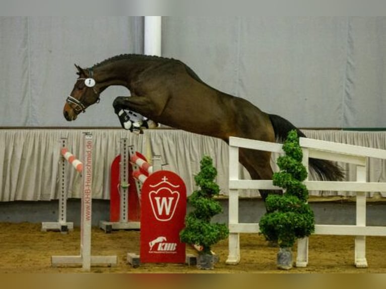 Trakehner Hengst 1 Jahr 170 cm Schimmel in Sząbruk