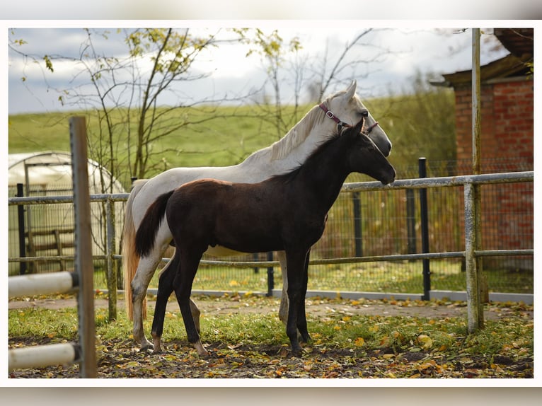 Trakehner Hengst 1 Jahr 170 cm Schimmel in Sząbruk