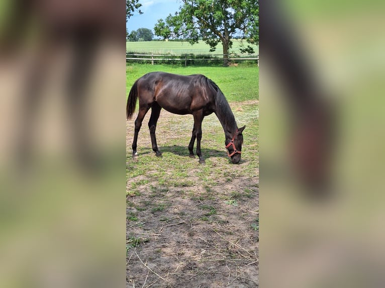 Trakehner Hengst 1 Jahr 170 cm Schwarzbrauner in Loissin
