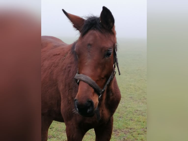 Trakehner Hengst 1 Jahr 172 cm Brauner in Harsefeld