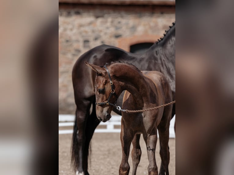 Trakehner Hengst 1 Jahr 172 cm Schimmel in Græsted