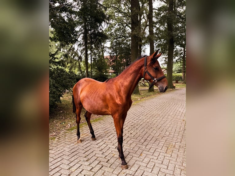 Trakehner Hengst 1 Jahr 174 cm Brauner in Freren