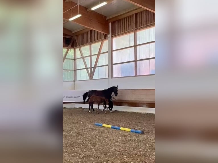 Trakehner Hengst 1 Jahr 175 cm Dunkelbrauner in Adelsried