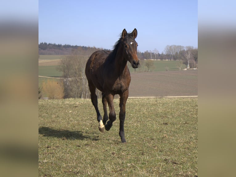 Trakehner Hengst 1 Jahr 175 cm Dunkelbrauner in Adelsried