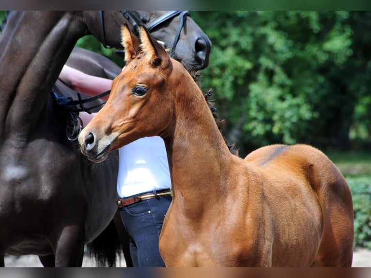 Trakehner Hengst 1 Jahr Brauner in Freren