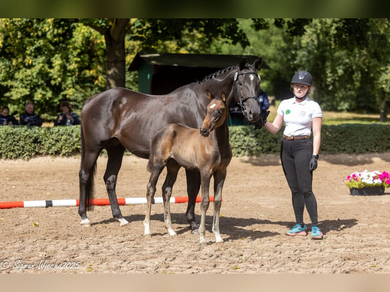 Trakehner Hengst 1 Jahr Brauner in Grabow