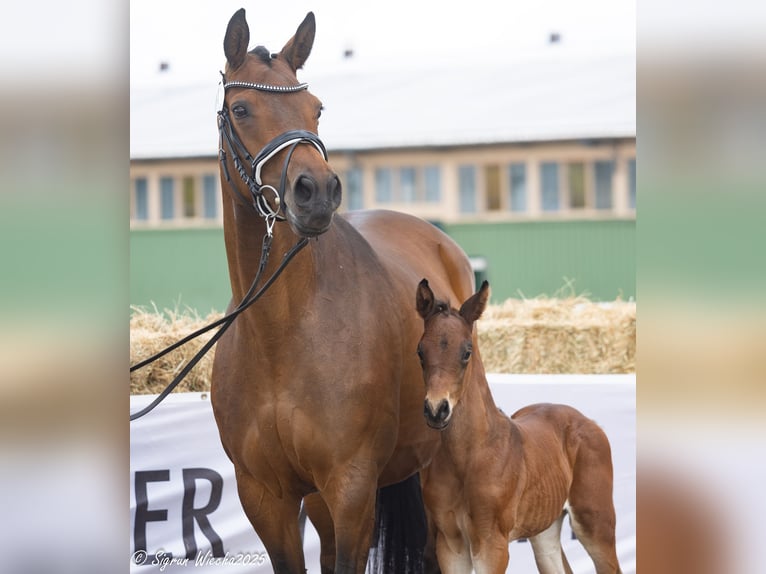 Trakehner Hengst 1 Jahr Brauner in Grambow