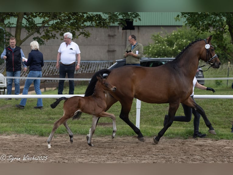 Trakehner Hengst 1 Jahr Brauner in Grambow