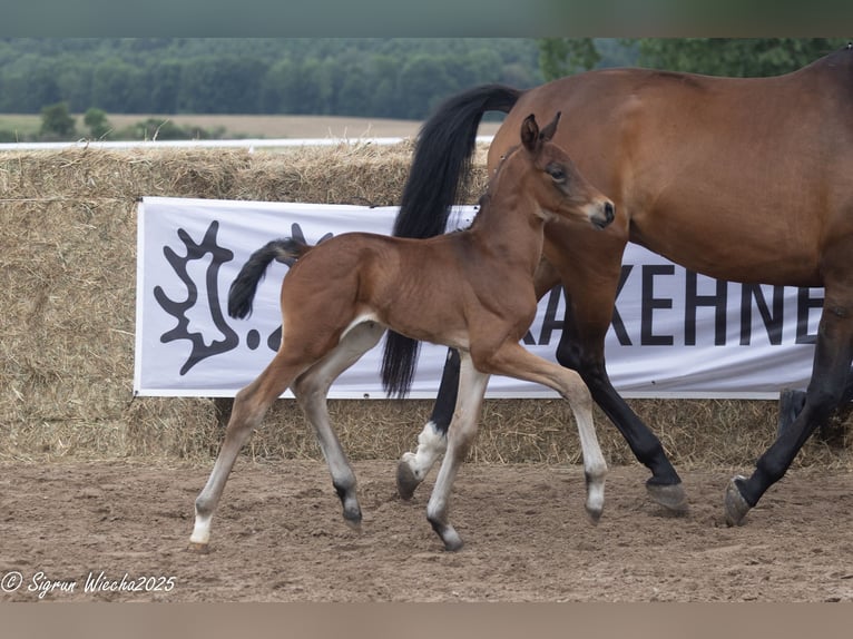 Trakehner Hengst 1 Jahr Brauner in Grambow