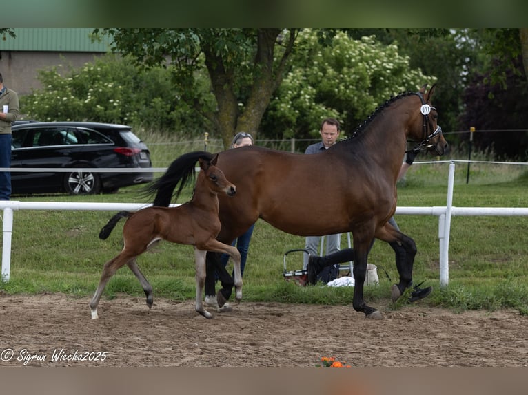 Trakehner Hengst 1 Jahr Brauner in Grambow