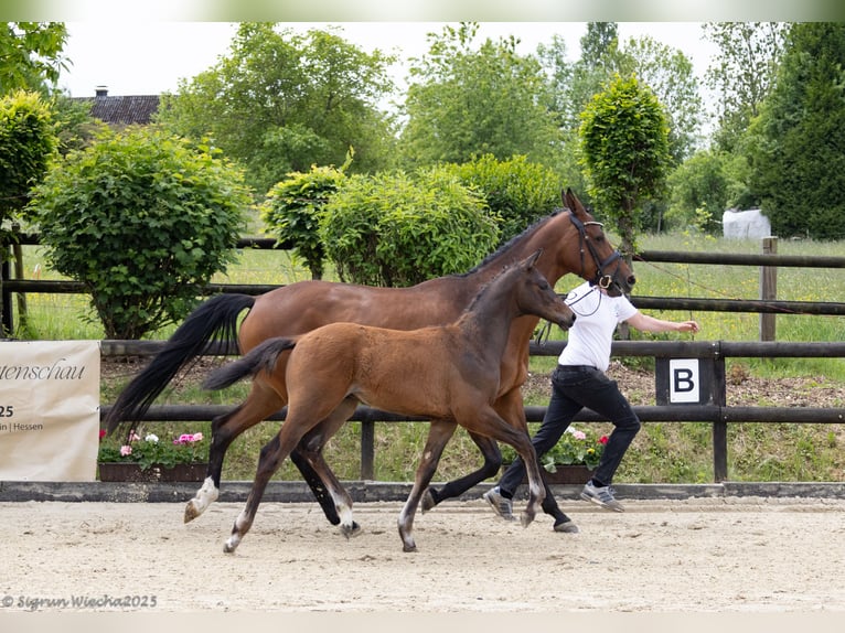 Trakehner Hengst 1 Jahr Brauner in Hennef