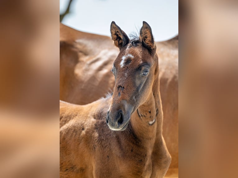 Trakehner Hengst 1 Jahr Brauner in Böbingen